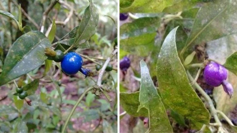 GR Responde: que fruta é essa?