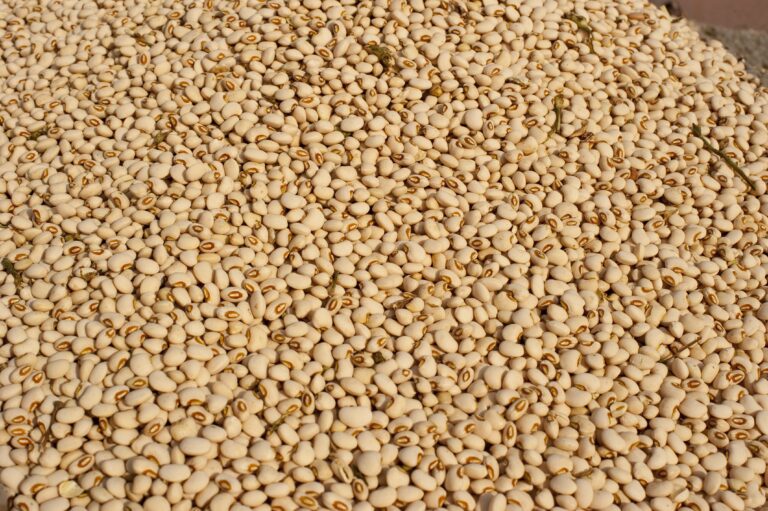 Preços do feijão registram movimentos distintos entre as regiões