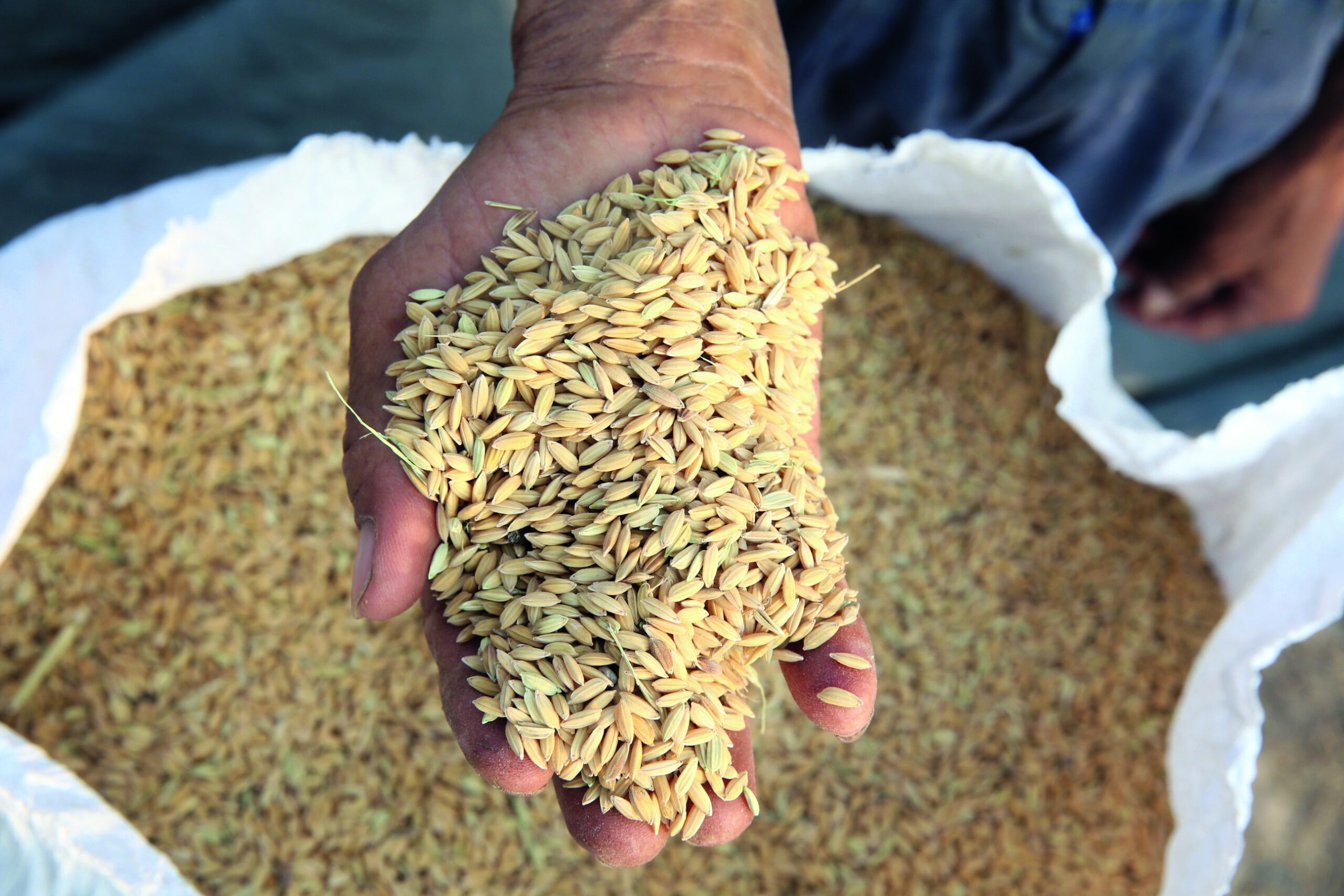 Conab destinará R$ 167 milhões para apoiar comercialização de arroz e trigo; ouça o comentário