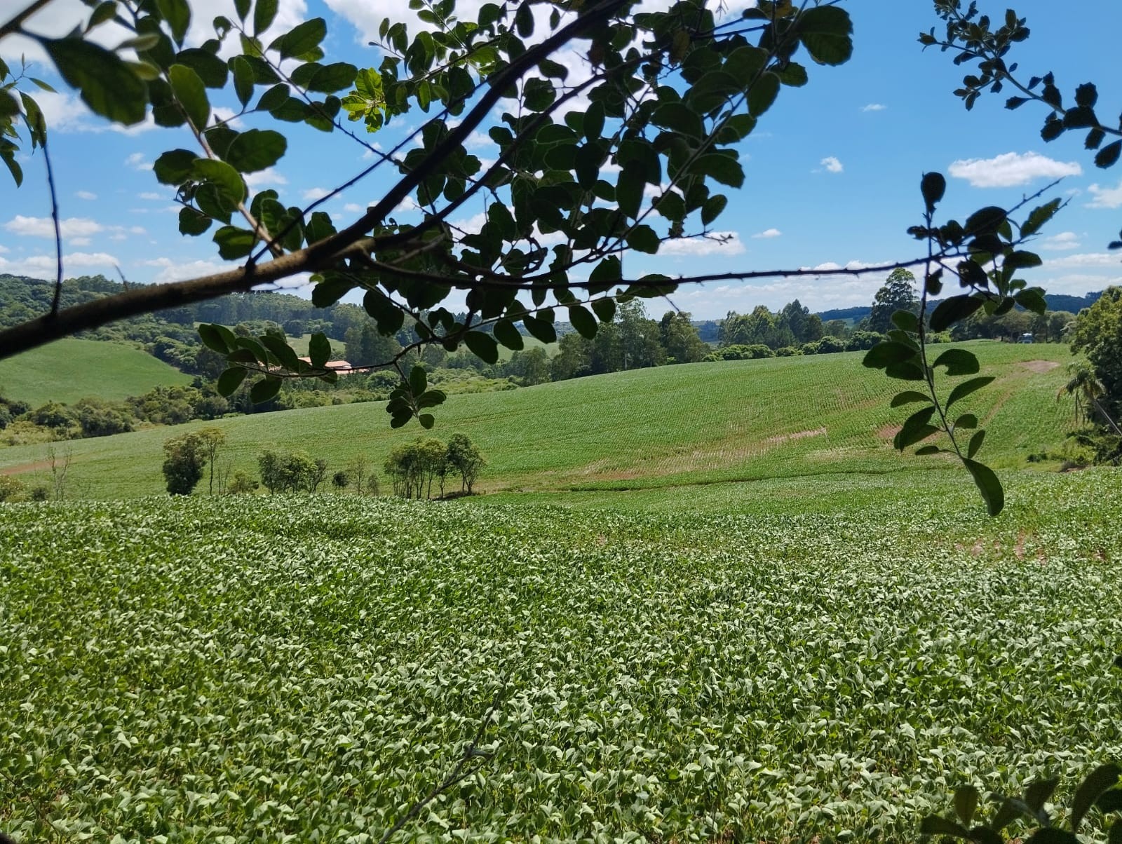 MT regulamenta lei que limita incentivos a signatários da Moratória da Soja