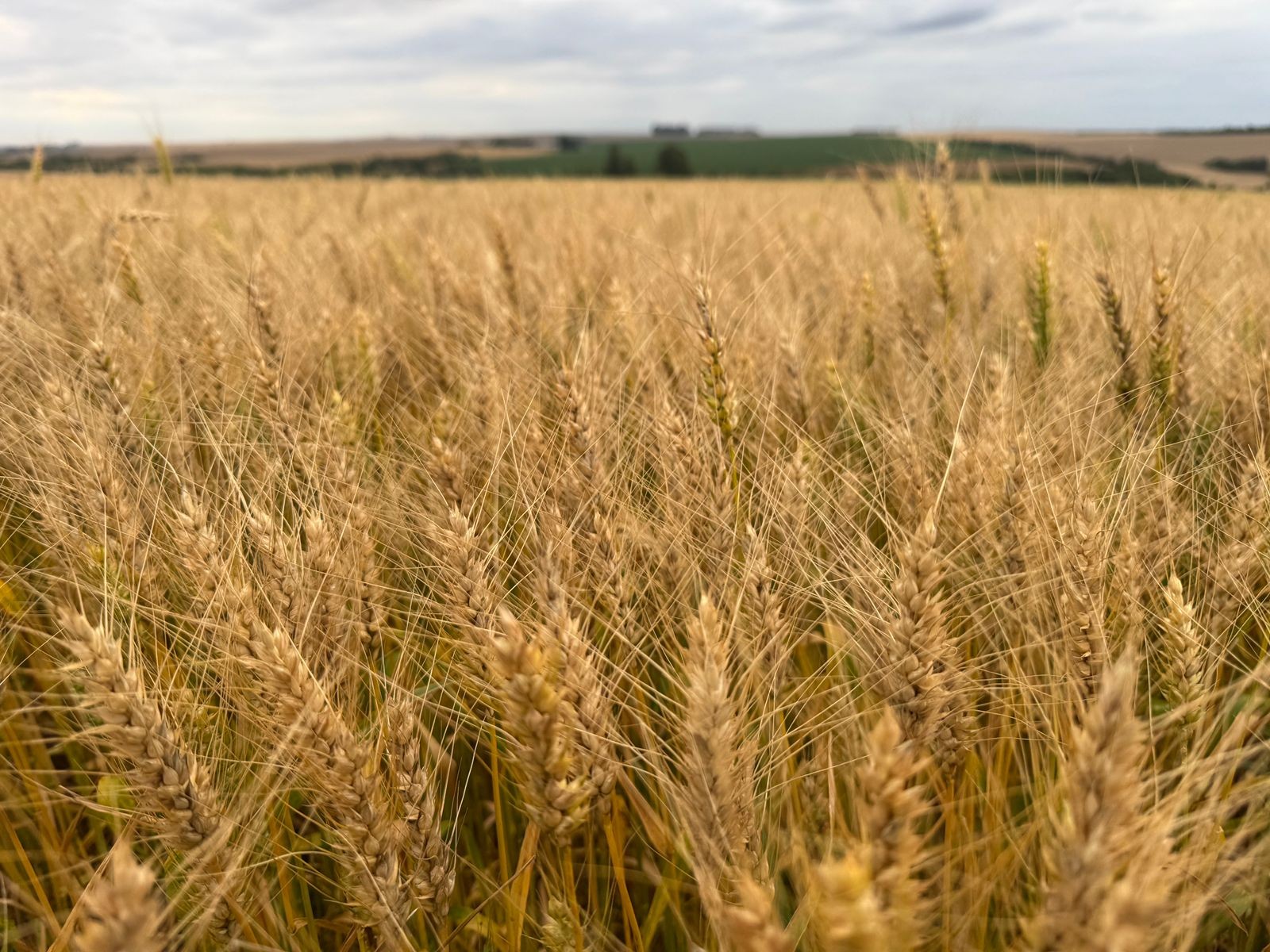 Preços de soja, milho e trigo sobem na bolsa de Chicago