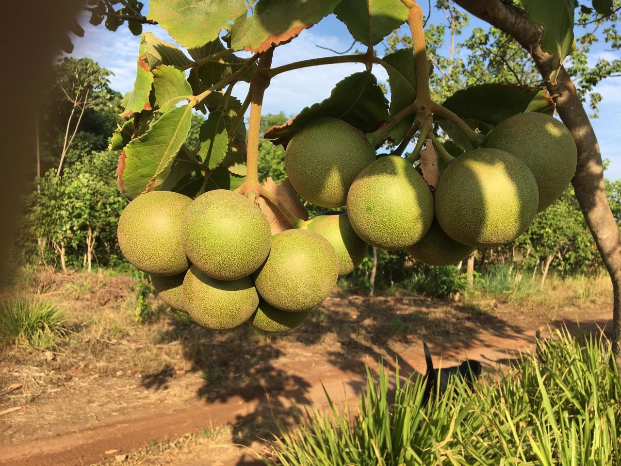 Cultivo de pequi sem espinho traz novo fôlego para produção da fruta símbolo do Cerrado