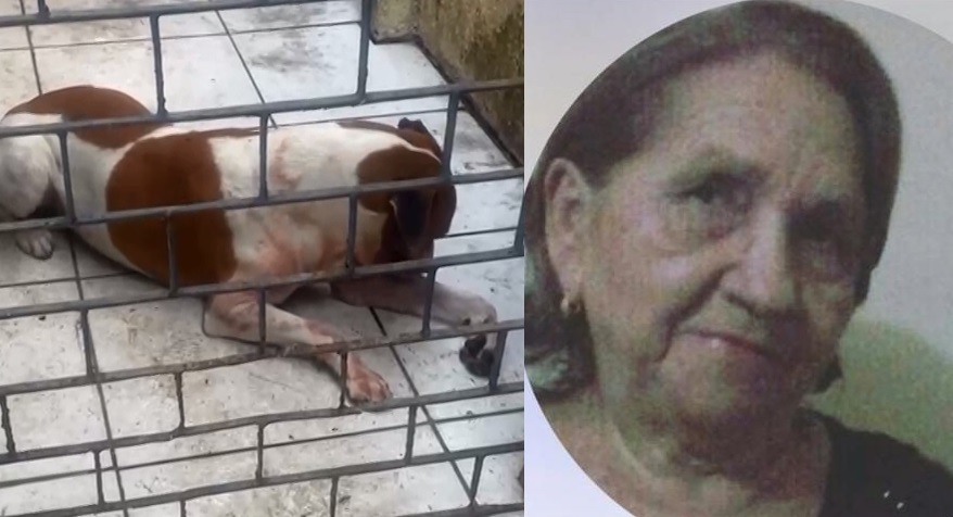 Idosa de 80 anos morre após cair em casa e ser atacada pelo cachorro da família, em Fortaleza
