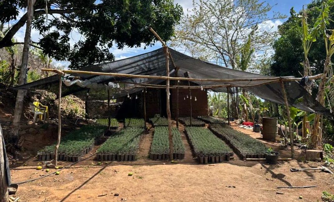 Polícia desmonta plantação de maconha e apreende 20 mil mudas em Redenção, no Ceará