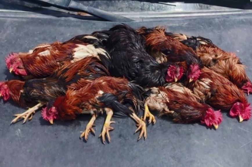 Polícia interrompe rinha de galo em Caucaia, no Ceará; dono do local foi conduzido à delegacia