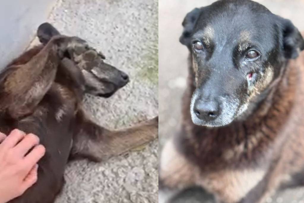 Fortaleza e outras capitais organizam atos no fim de semana após morte do cãozinho Orelha