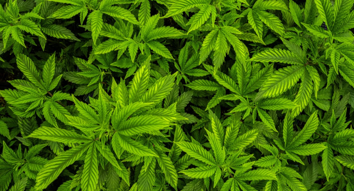 Cultivo de cannabis pode ser liberado no Brasil? Entenda o que está em discussão