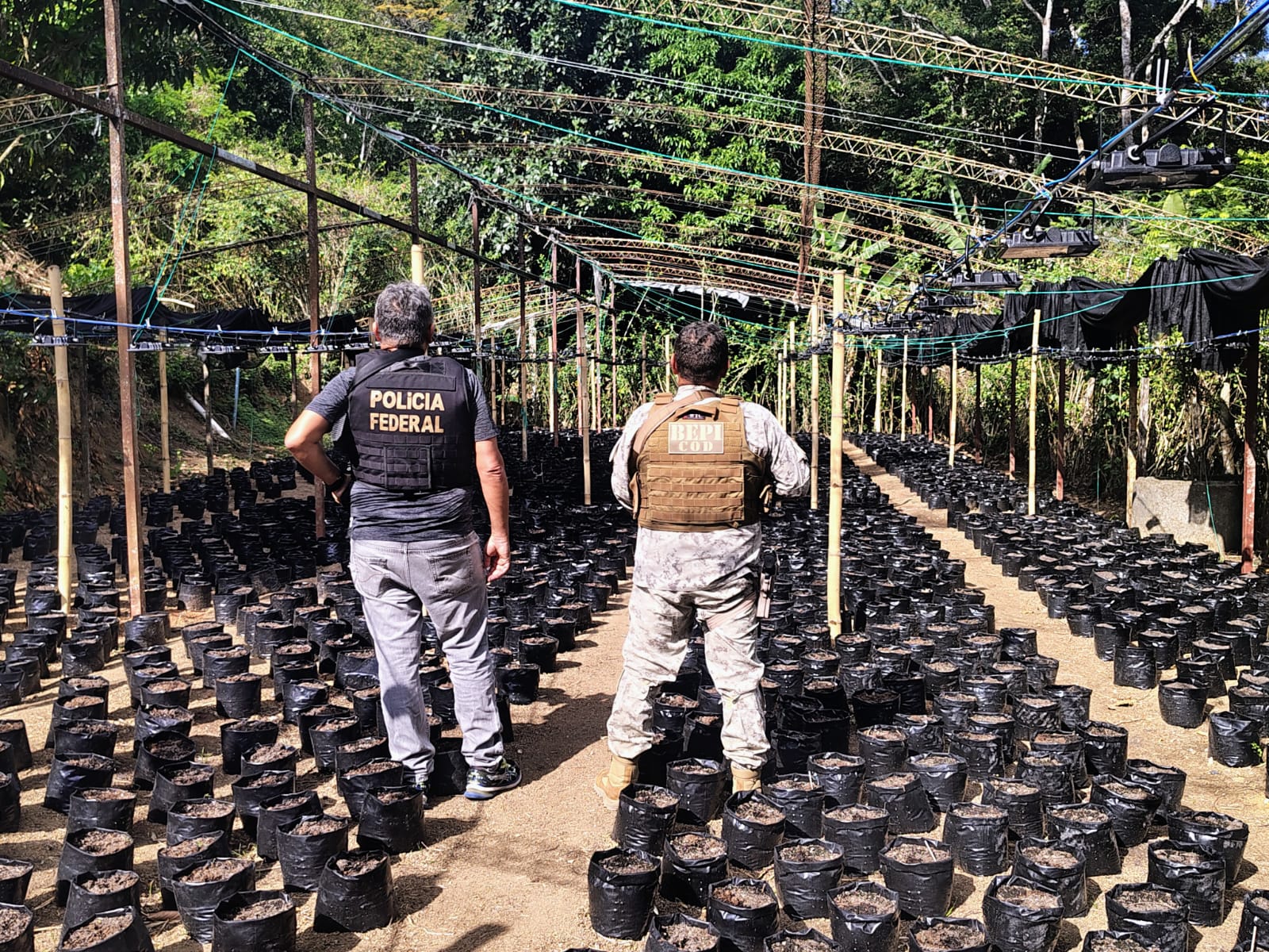 Três colombianos e um brasileiro são presos no Aeroporto de Fortaleza por envolvimento com plantação de maconha no Ceará