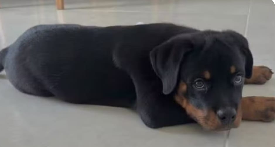 Criminosos furtam objetos e filhote de Rottweiler durante invasão a residência no Ceará