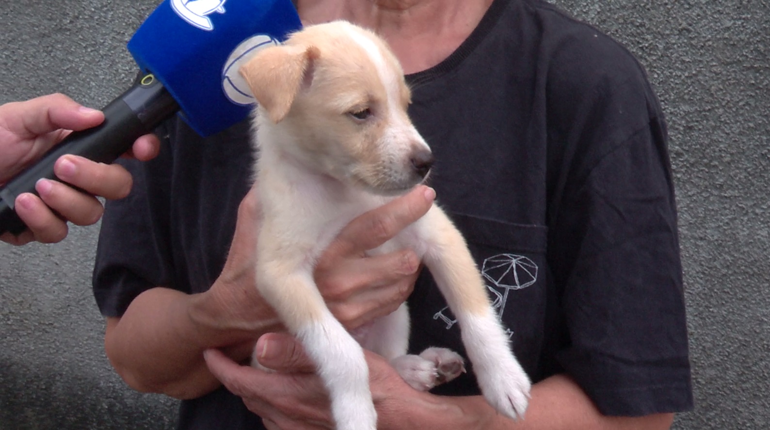 Homem é flagrado abandonando filhote de cachorro em rua de Fortaleza; veja o vídeo