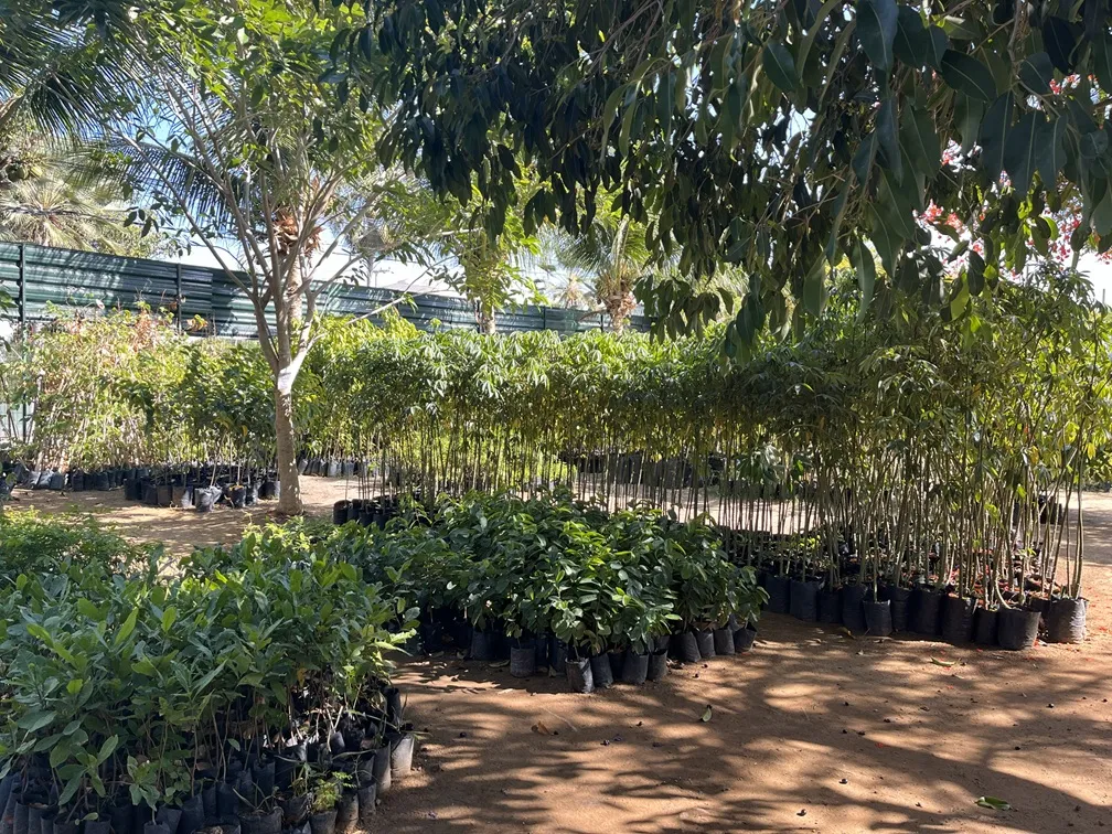 Mudário da Prefeitura de Fortaleza faz distribuição gratuita de mais de 40 espécies de plantas