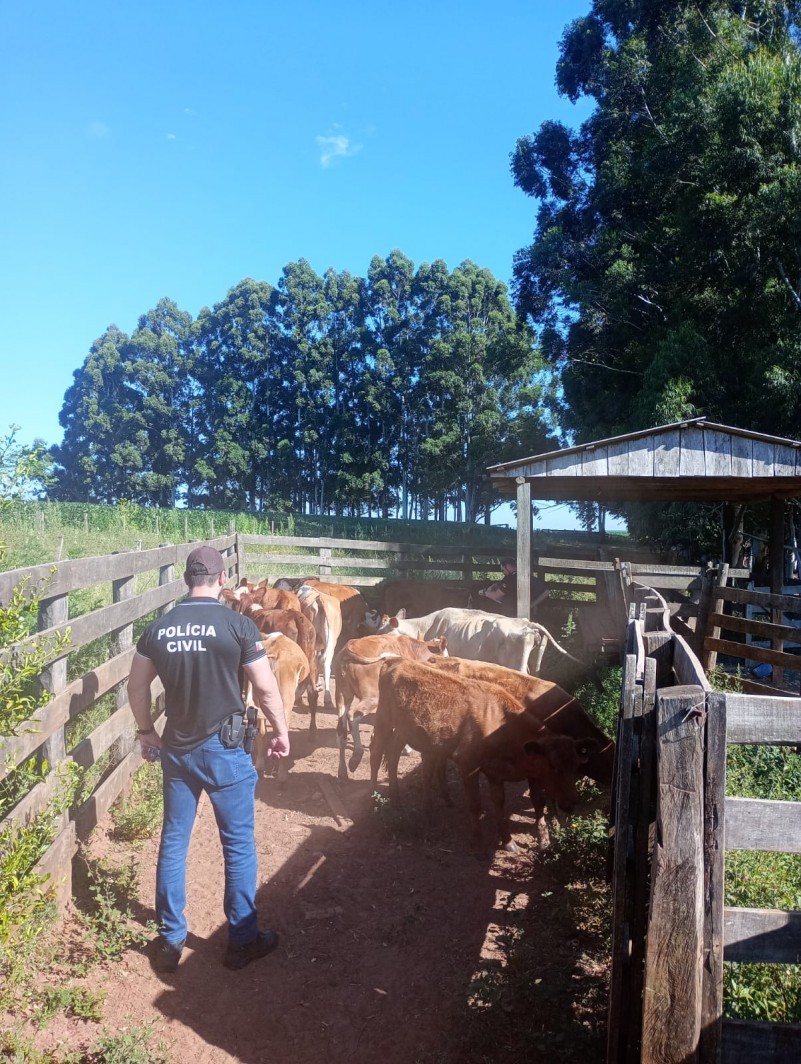 Operação recupera bovinos roubados no Rio Grande do Sul
