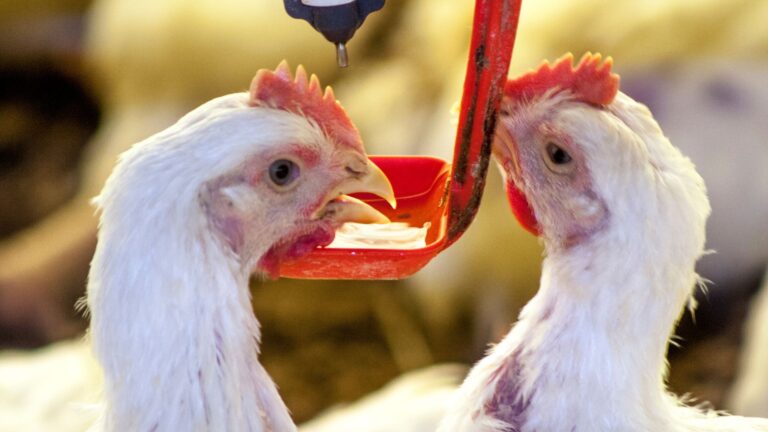Poder de compra do avicultor de corte paulista recua em fevereiro