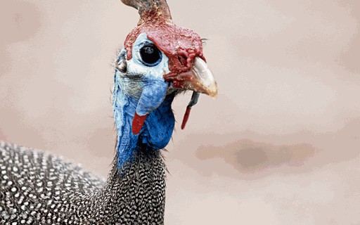 Do controle de pragas à carne de nicho: por que a criação de galinha d’angola cresce no Brasil