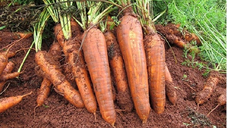 Preços da cenoura sobem com chuvas prejudicando a produção em MG