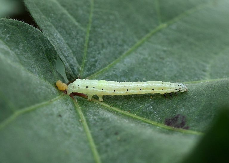 Ministério da Agricultura cria canal para notificação de suspeitas de pragas