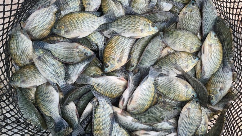 Pescados do Brasil ganham competitividade nos EUA mesmo com tarifa de 15%
