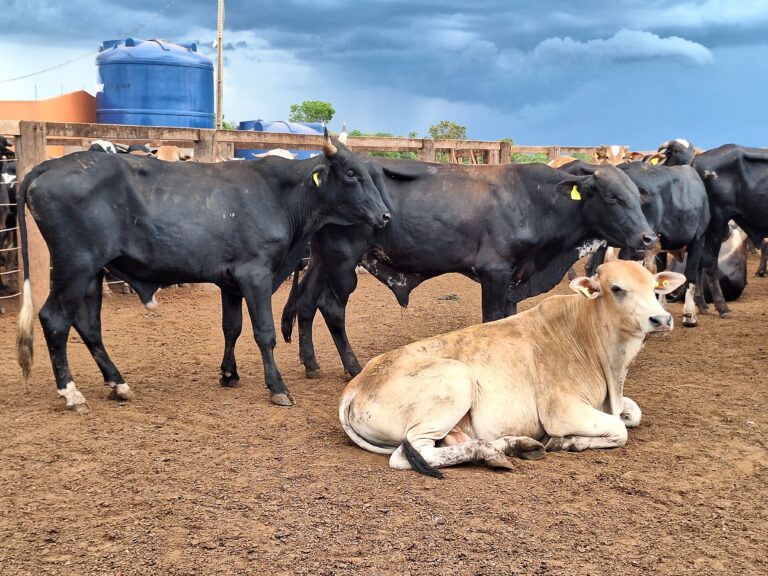 Preço do boi gordo encerra a semana em alta na maior parte do Brasil