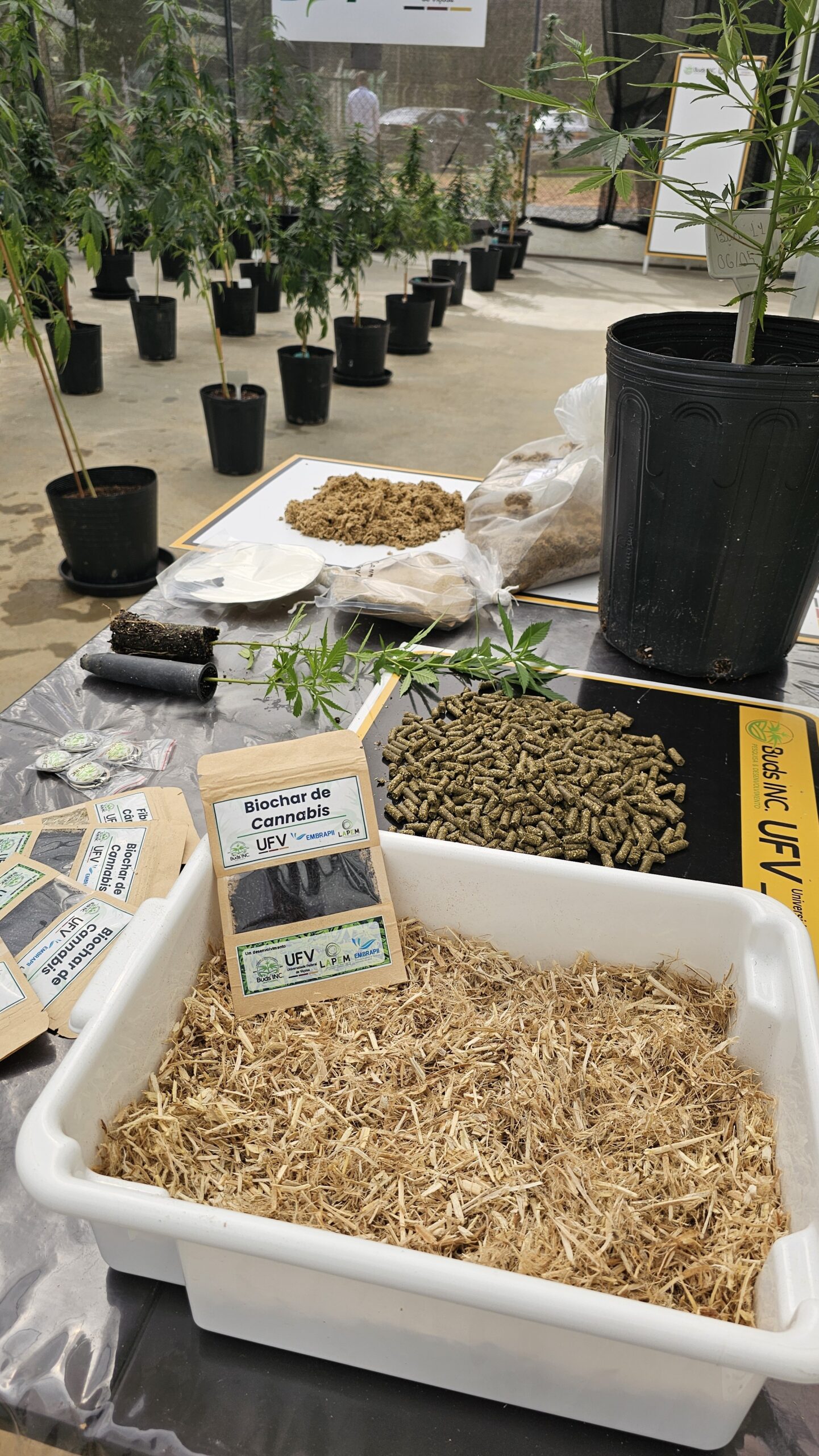 Pesquisa avalia uso do cânhamo para reforço de papéis reciclados