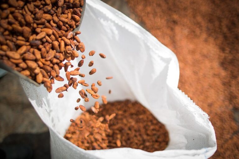 Cacau volta a registrar forte queda na bolsa de Nova York