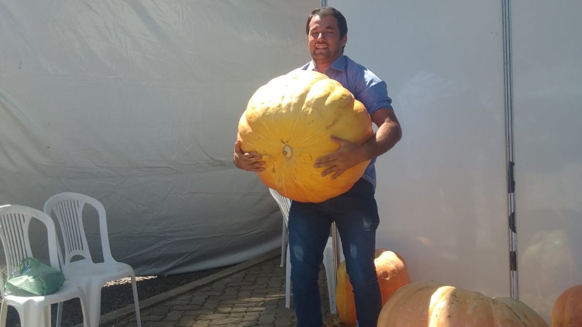 Produtor colhe abóbora gigante no RS, 20 vezes maior que as do supermercado