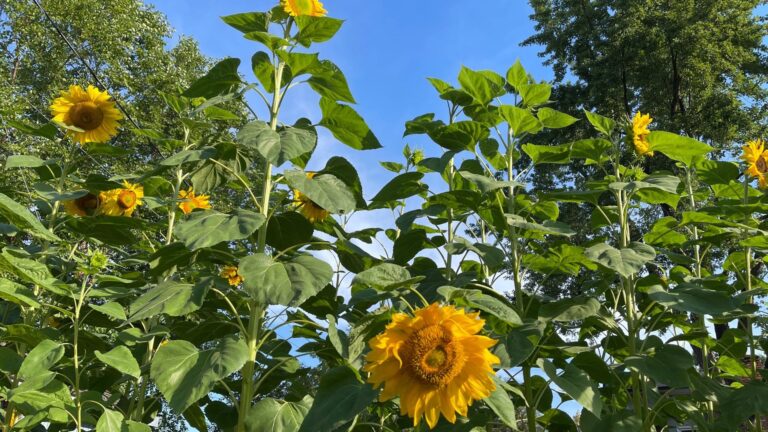 Girassol avança no Brasil com promessa de renda; ouça o comentário