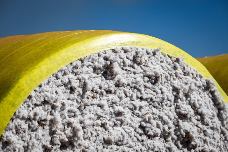 Preço do algodão cai no Brasil com desvalorização do dólar