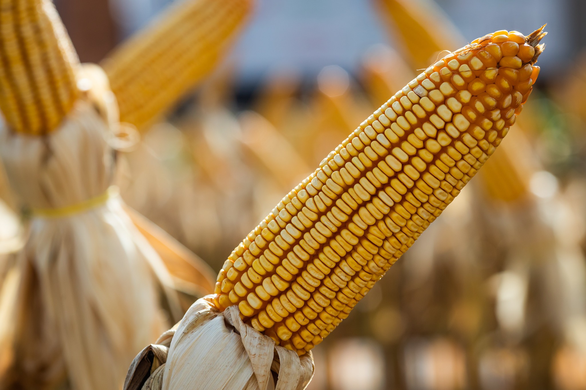 Milho e trigo sobem em Chicago após projeção de área menor na safra americana