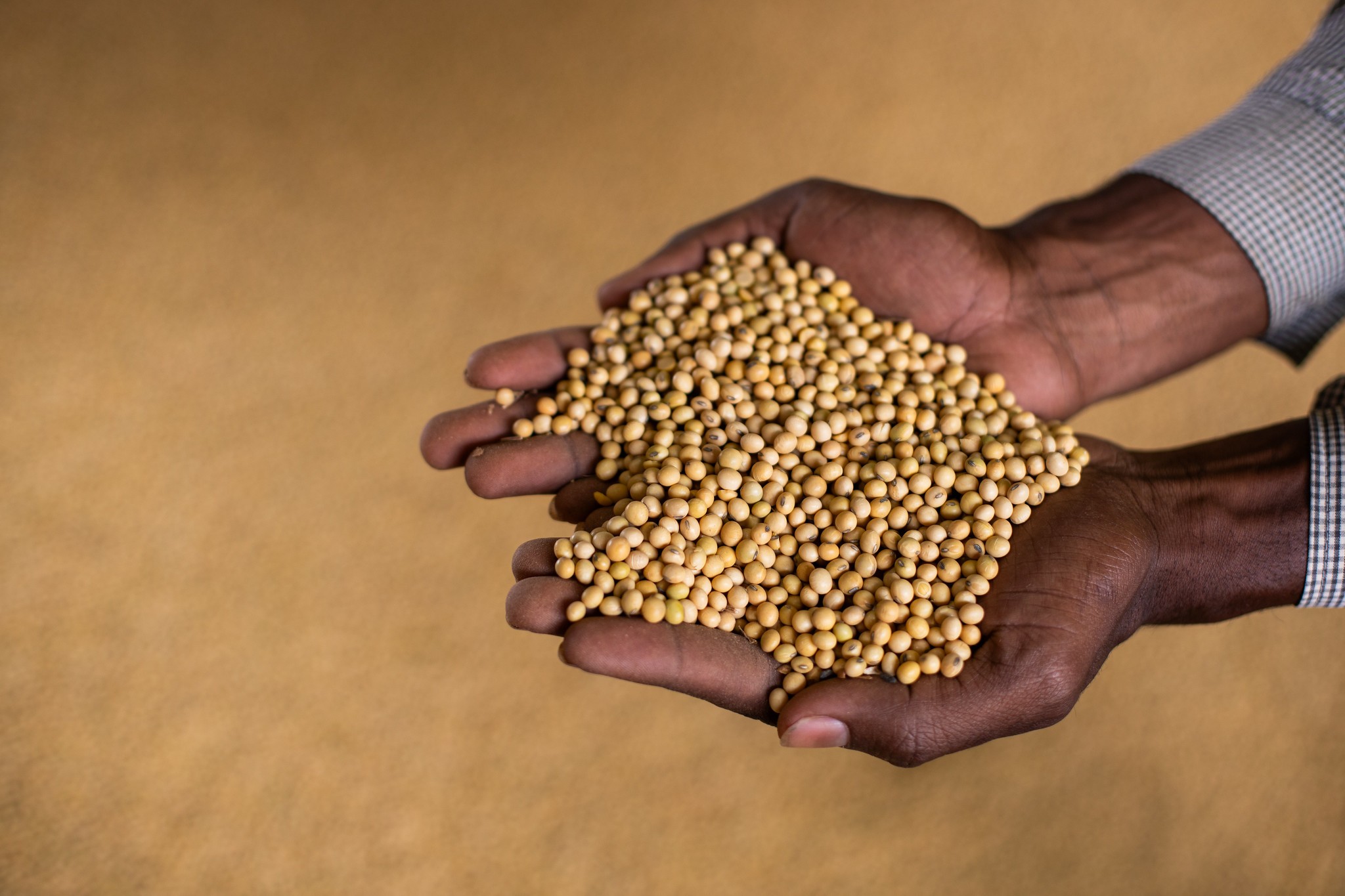 Soja reverte queda e encerra o dia com alta na bolsa de Chicago