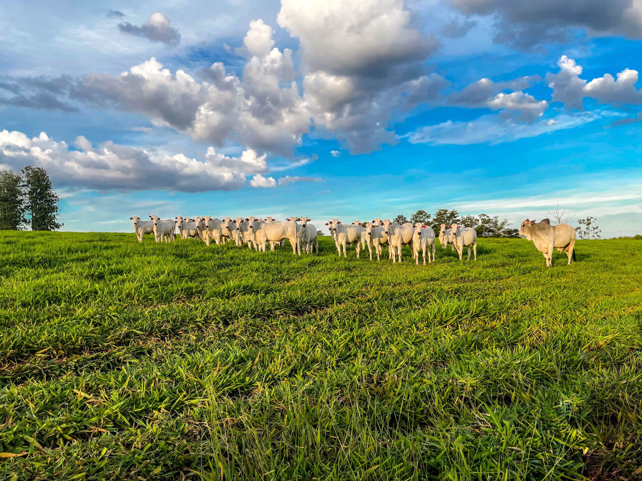 Do campo nativo à IA: pastagens ganham protagonismo com chancela da ONU