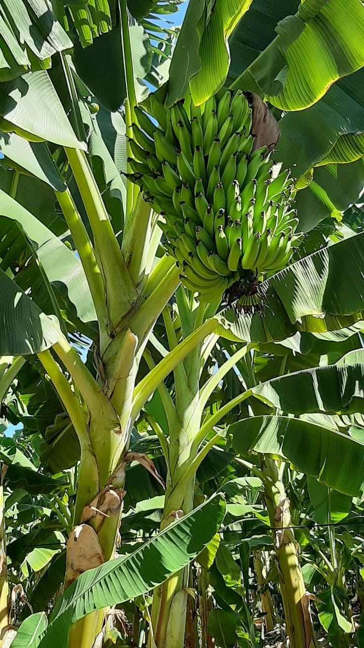 Banana irrigada de Bom Jesus da Lapa conquista Indicação Geográfica