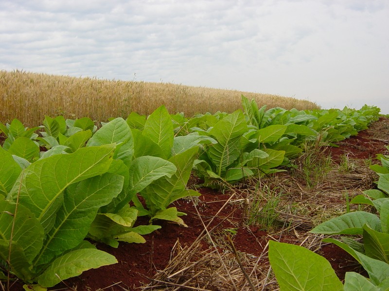 Produtores de tabaco firmam acordo de reajuste de preços com a JTI