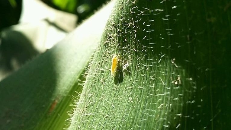 Estudo revela prejuízos causados pela cigarrinha-do-milho; ouça o comentário