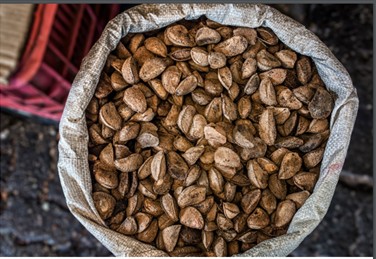 Brasil abre mercado de castanha-do-Brasil para Turquia