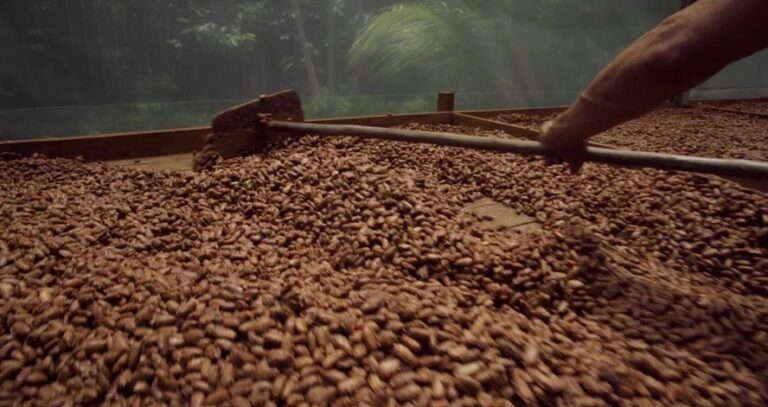 Brasil pede à Costa do Marfim garantias de origem do cacau, mas não indica reabertura de mercado