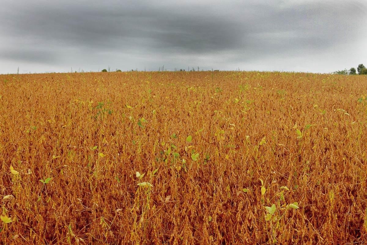 Semana deve começar com chuvas e exige atenção em áreas de soja