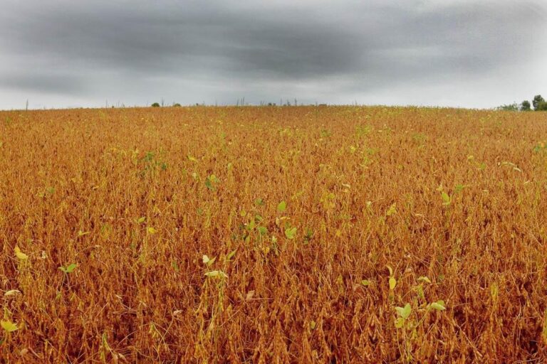 Semana deve começar com chuvas e exige atenção em áreas de soja