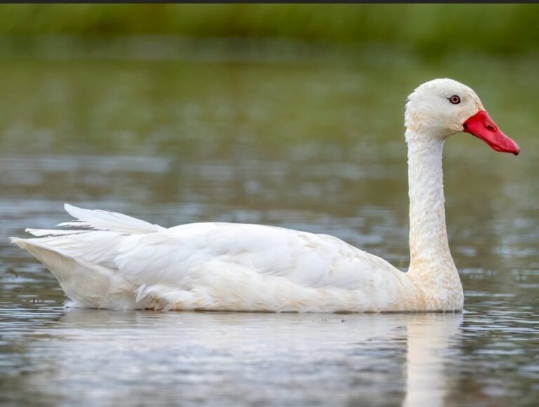 Uruguai declara emergência sanitária por gripe aviária