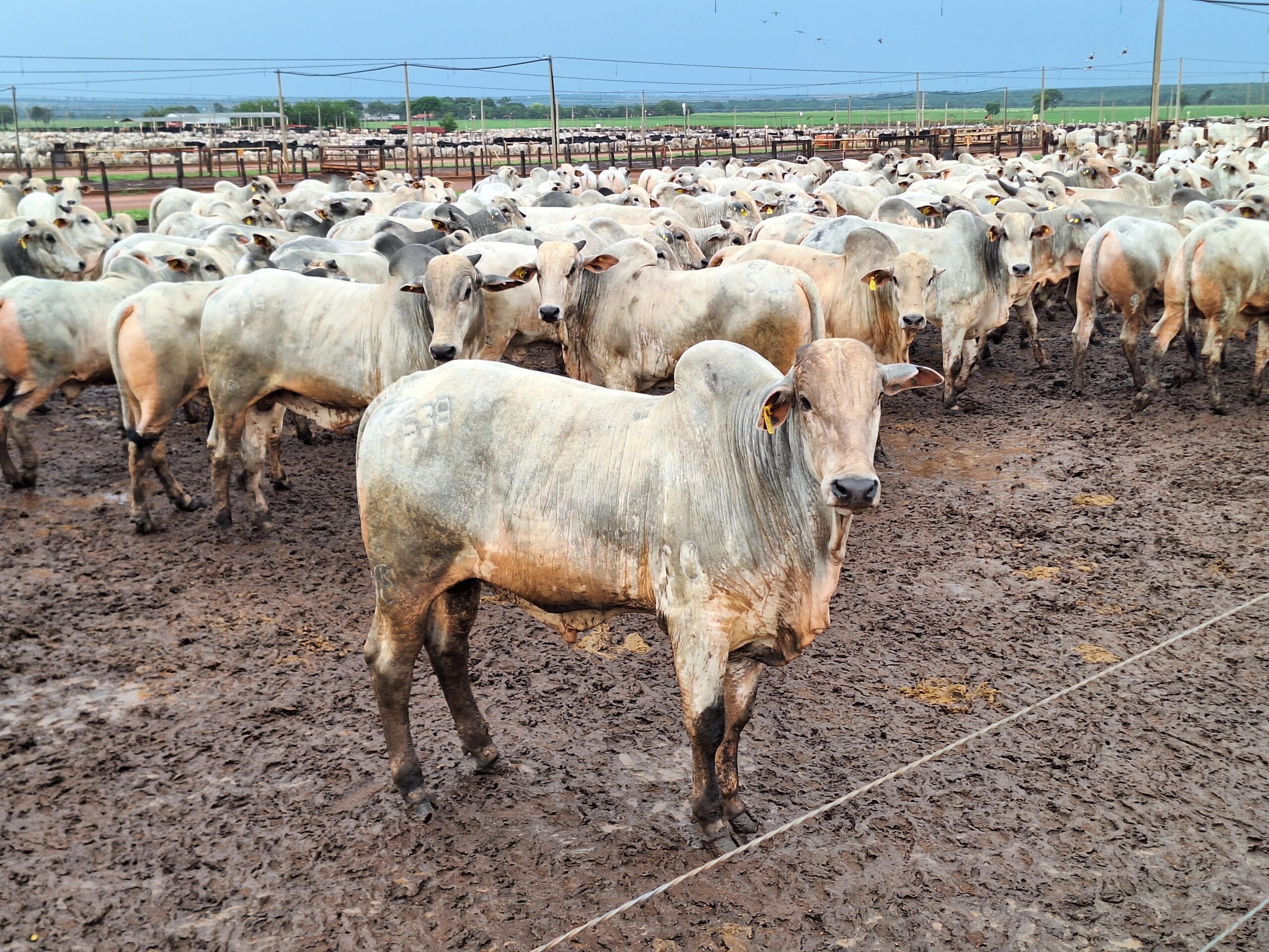 Preço do boi gordo sobe para R$ 340 a arroba em São Paulo