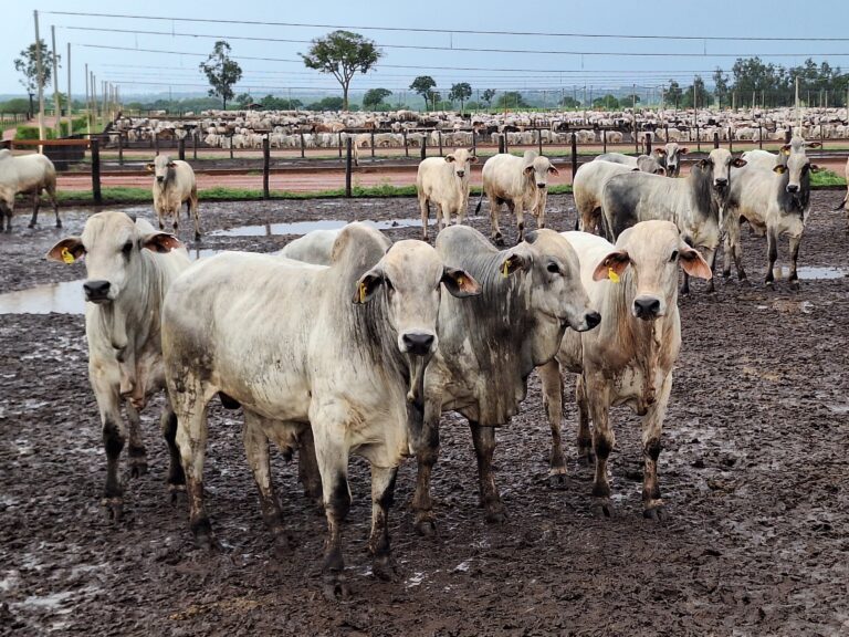 Preço do boi gordo atinge recorde no Estado de São Paulo
