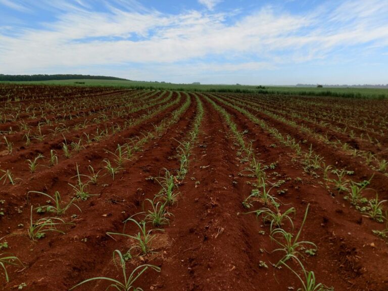 CTC tem lucro recorde na safra e avança em lançamentos