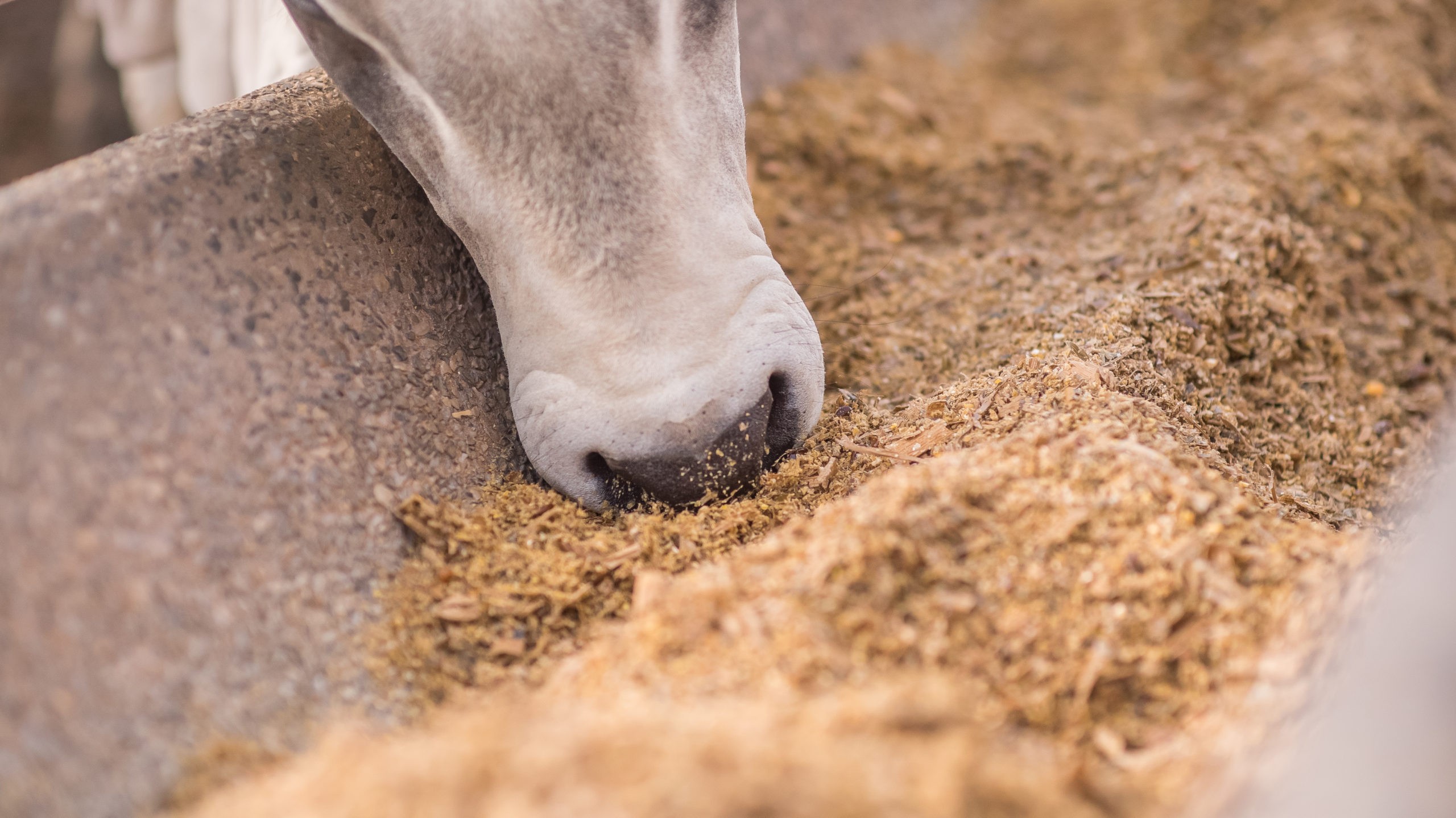 Auster, de ingredientes para ração, investe R$ 20 milhões para aumentar produção