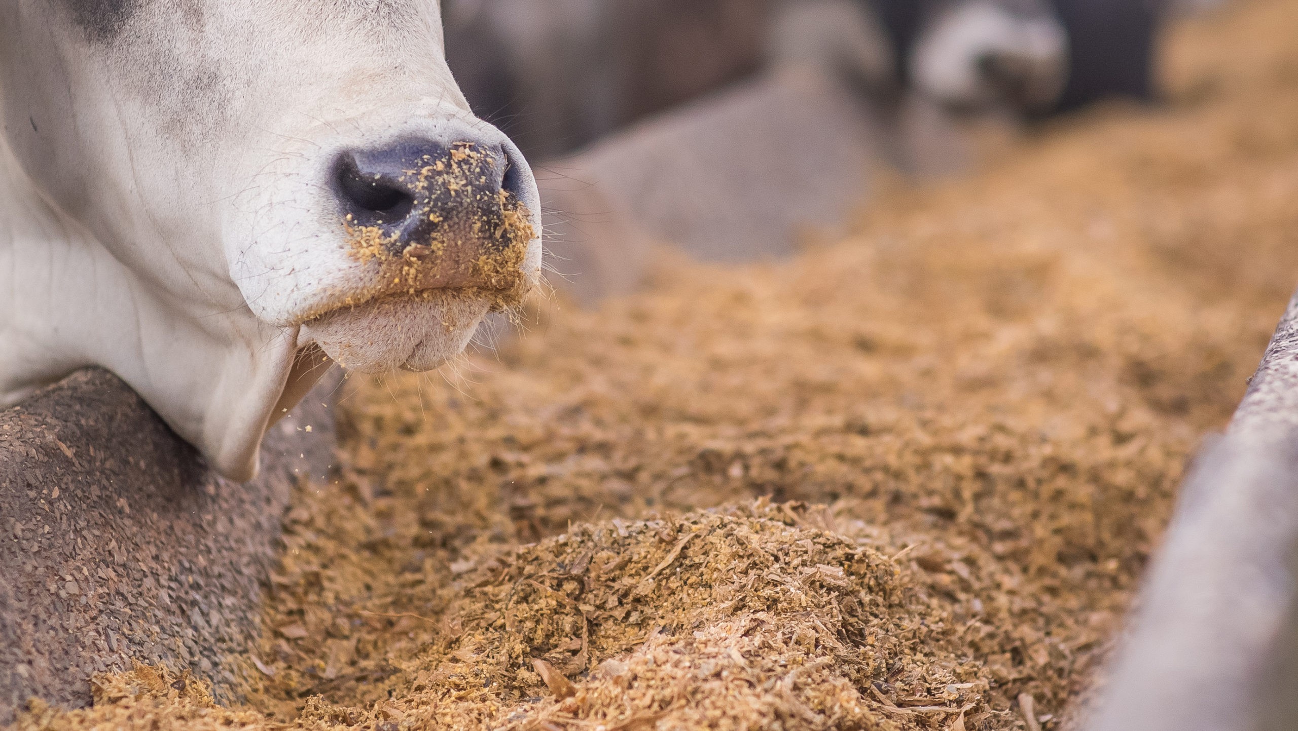 Custo da alimentação do gado inicia o ano em queda e melhora margens na pecuária