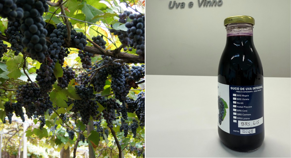 Embrapa lança duas uvas voltadas para produção de sucos e vinhos