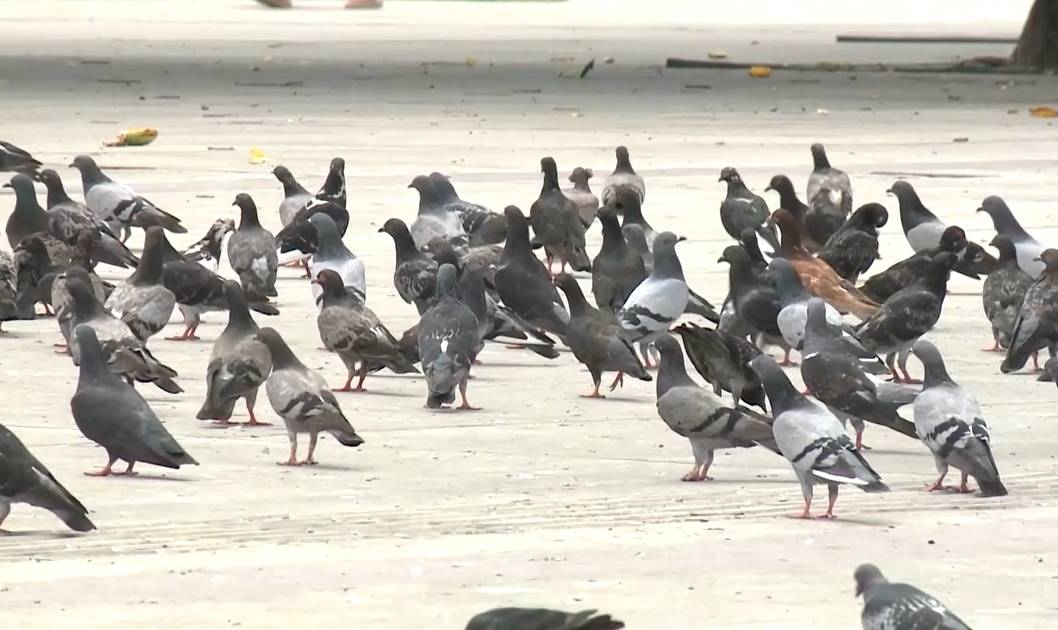 Pombos aglomerados em rodoviária de Fortaleza representam risco à saúde, alerta infectologista