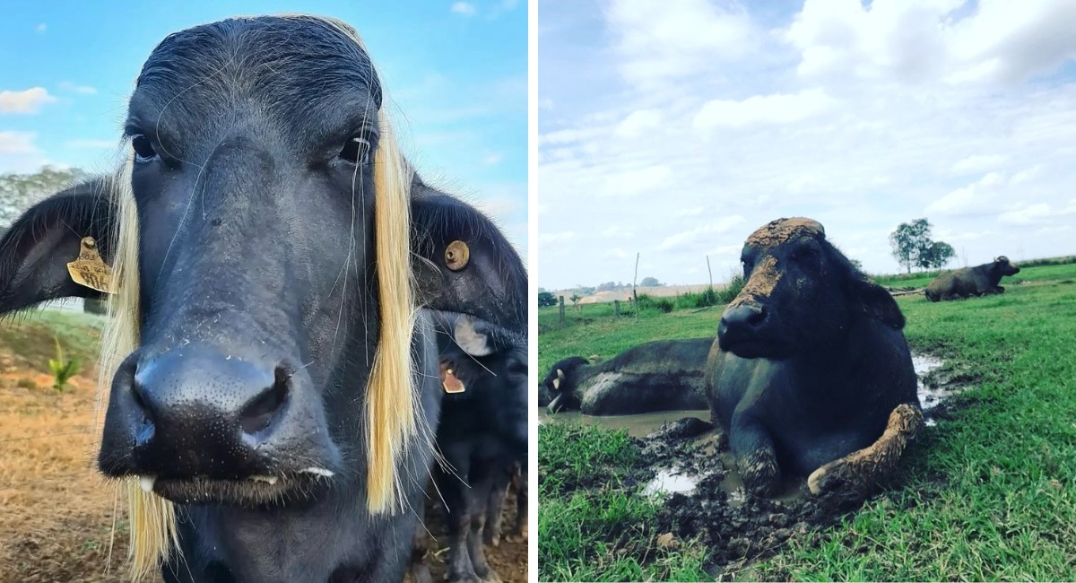 Conheça Catarina, a búfala ‘influencer’ que conquistou seguidores nas redes