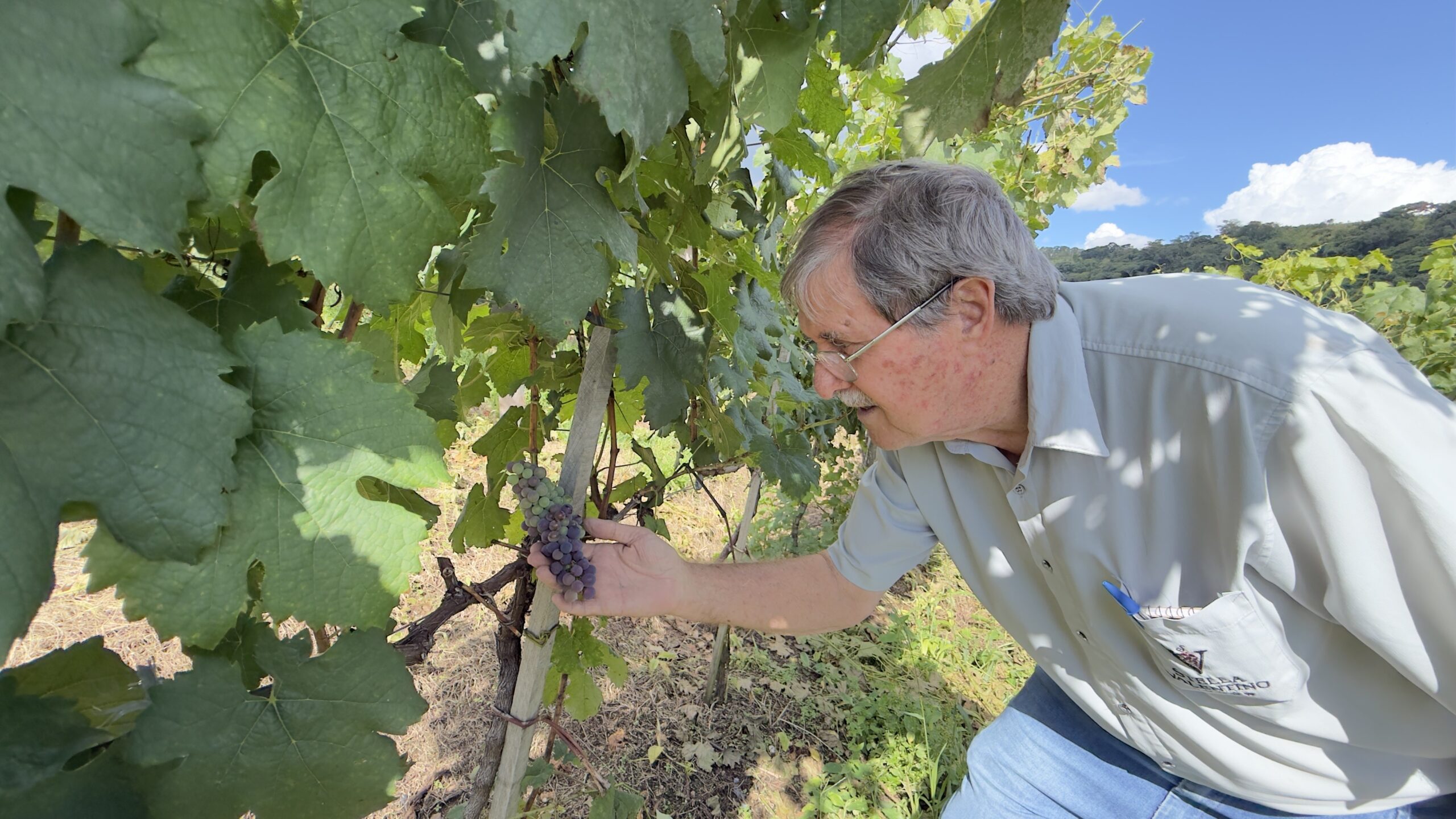 Agrônomo reinventa tradição de antepassados e faz vinícola virar destino turístico em MG
