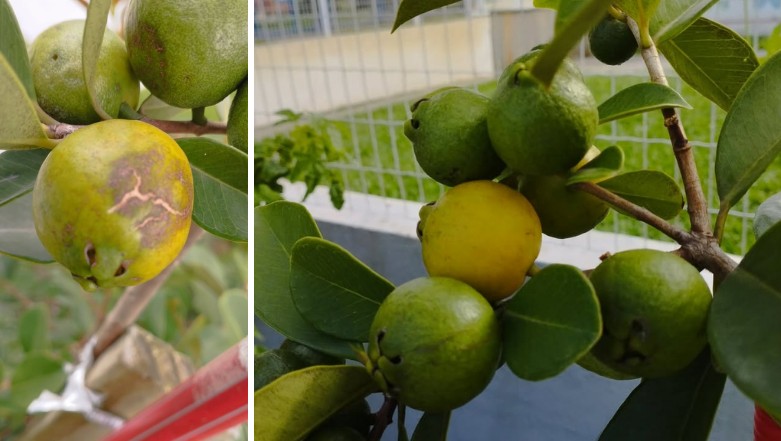 O que fazer para ter frutos de araçá maduros e sem defeitos? GR Responde