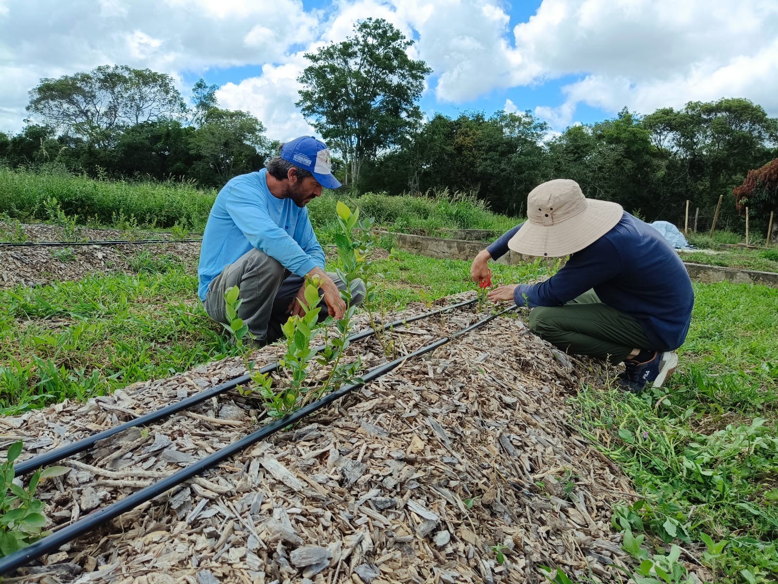 Frutas vermelhas ganham espaço na Chapada Diamantina