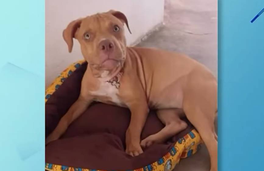 Motorista atropela cadela e foge sem prestar socorro em Russas, no Ceará